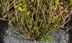 Cardamine forsteri. Growth habit with numerous inflorescence stems.
 Image: P.B. Heenan © Landcare Research 2019 CC BY 3.0 NZ